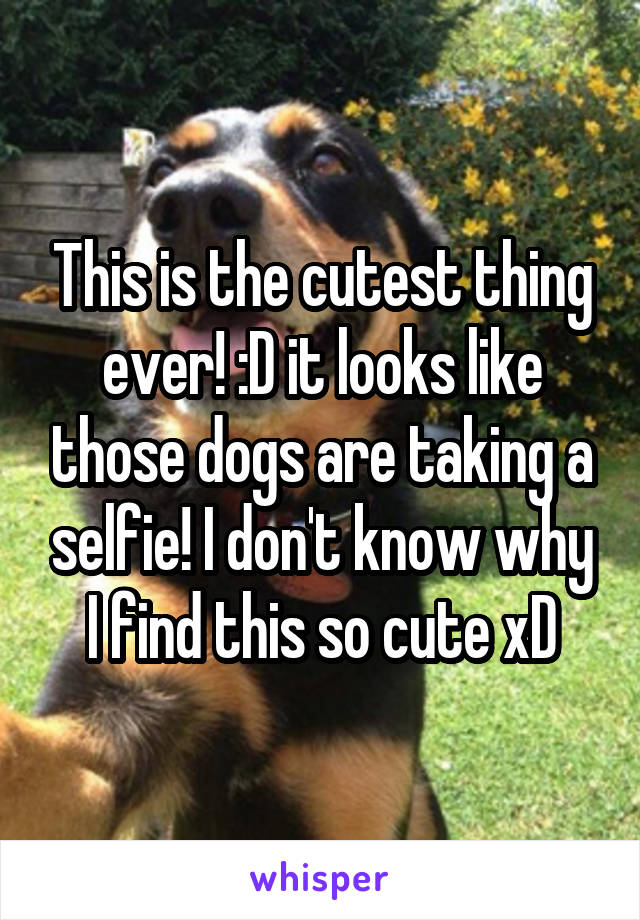 This is the cutest thing ever! :D it looks like those dogs are taking a selfie! I don't know why I find this so cute xD