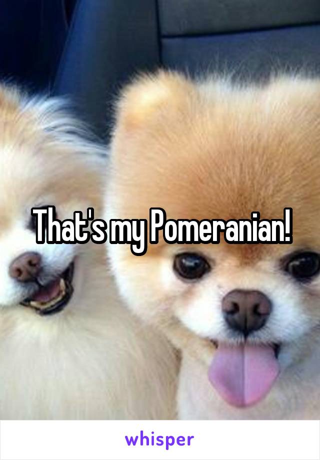 That's my Pomeranian!