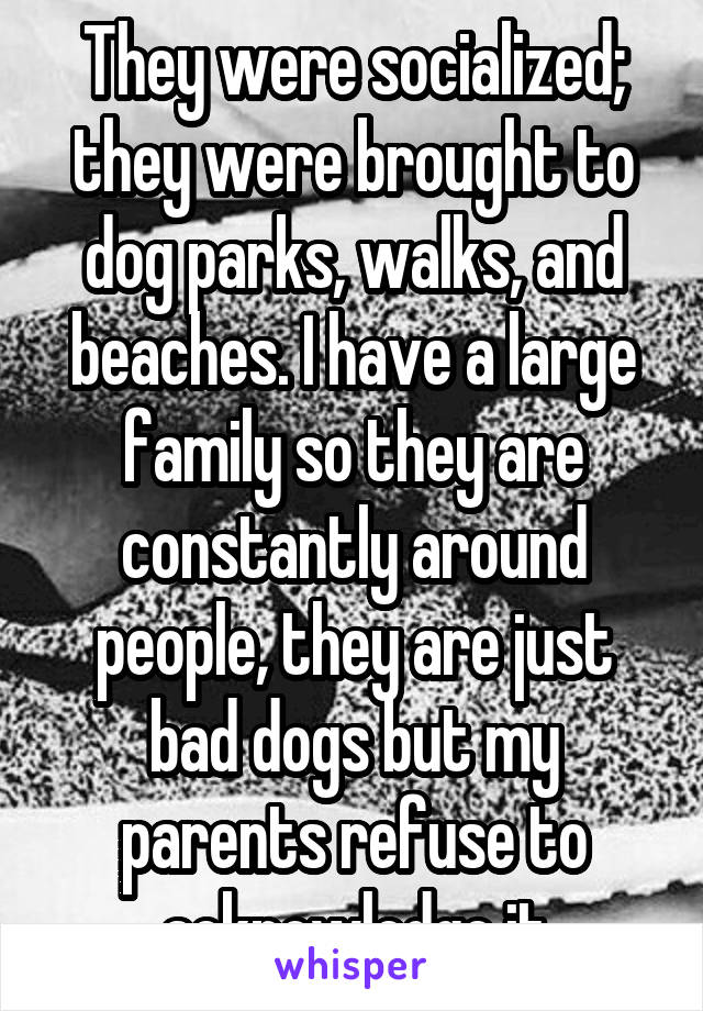 They were socialized; they were brought to dog parks, walks, and beaches. I have a large family so they are constantly around people, they are just bad dogs but my parents refuse to acknowledge it