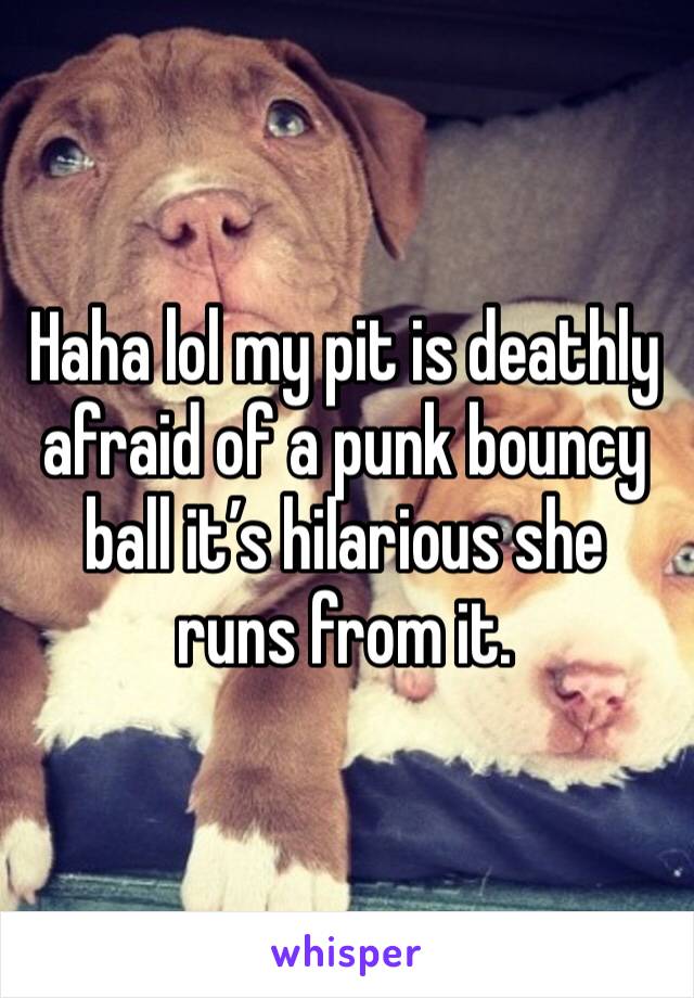 Haha lol my pit is deathly afraid of a punk bouncy ball it’s hilarious she runs from it.