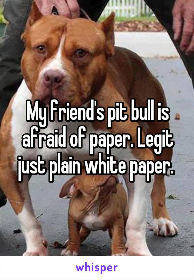 My friend's pit bull is afraid of paper. Legit just plain white paper. 