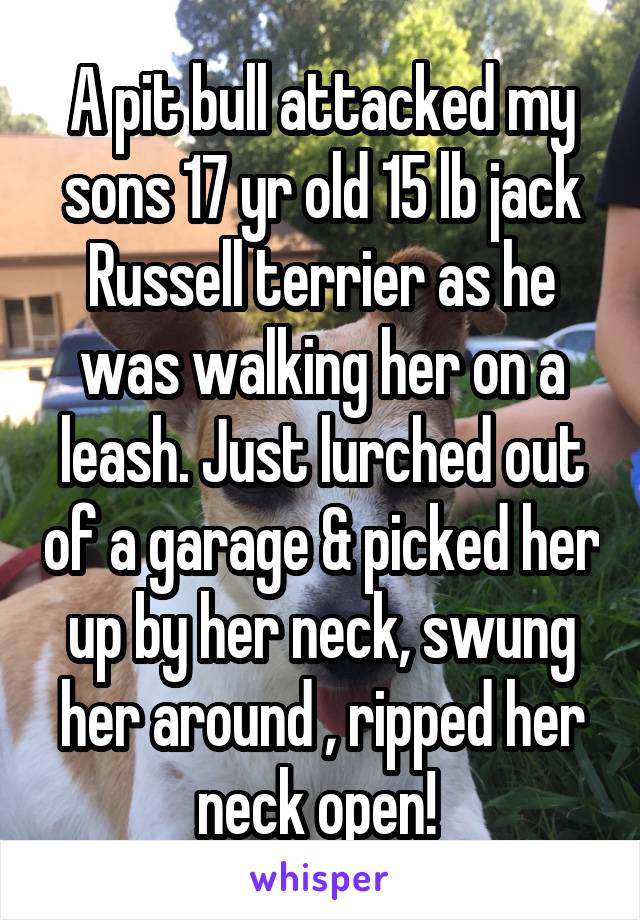 A pit bull attacked my sons 17 yr old 15 lb jack Russell terrier as he was walking her on a leash. Just lurched out of a garage & picked her up by her neck, swung her around , ripped her neck open! 