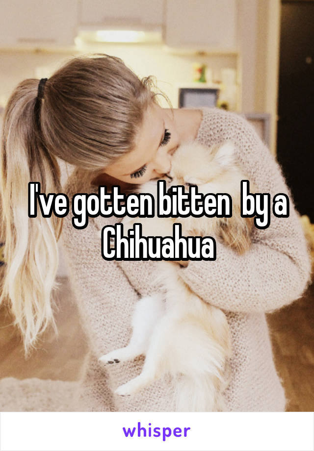 I've gotten bitten  by a Chihuahua