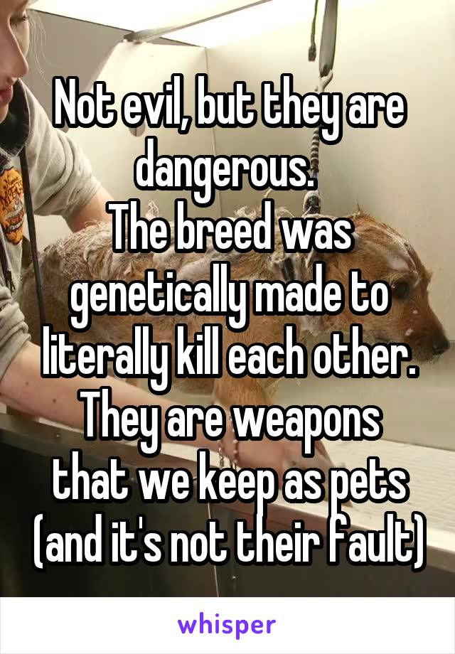 Not evil, but they are dangerous. 
The breed was genetically made to literally kill each other.
They are weapons that we keep as pets (and it's not their fault)