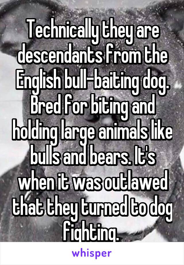 Technically they are descendants from the English bull-baiting dog. Bred for biting and holding large animals like bulls and bears. It's when it was outlawed that they turned to dog fighting. 