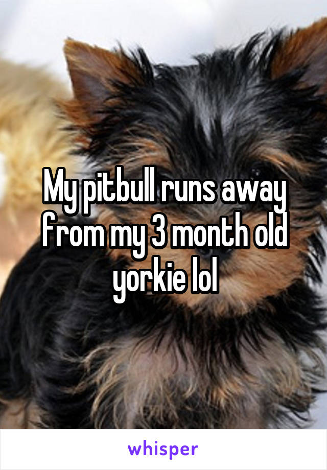 My pitbull runs away from my 3 month old yorkie lol