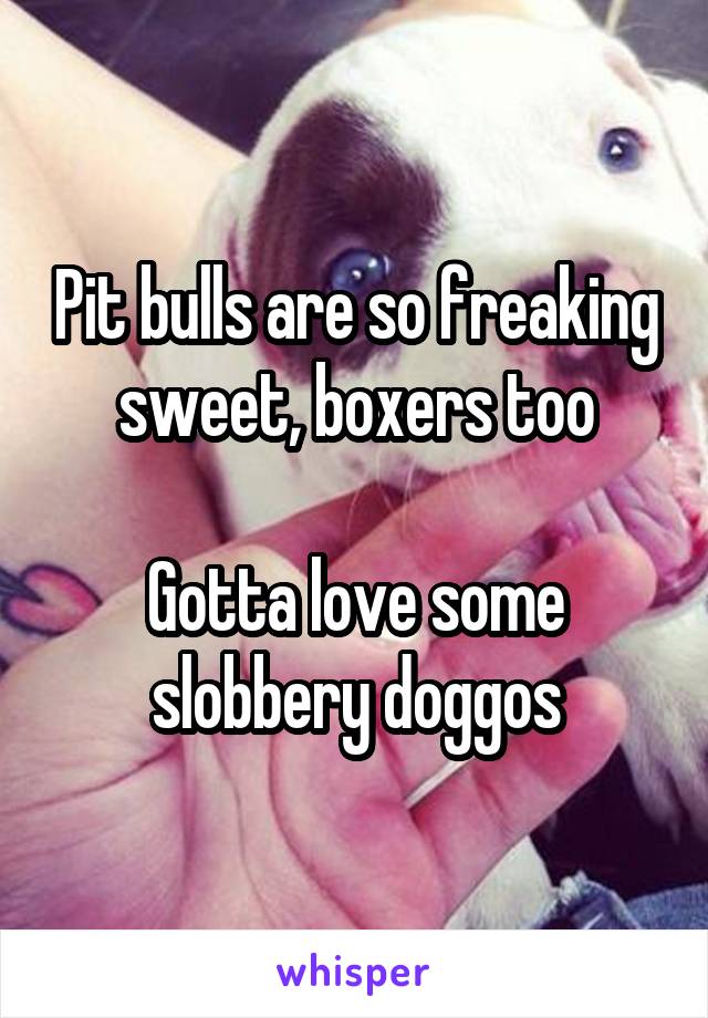 Pit bulls are so freaking sweet, boxers too

Gotta love some slobbery doggos