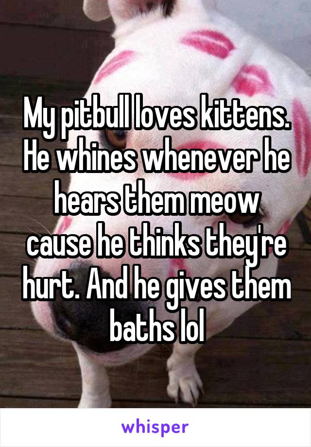 My pitbull loves kittens. He whines whenever he hears them meow cause he thinks they're hurt. And he gives them baths lol