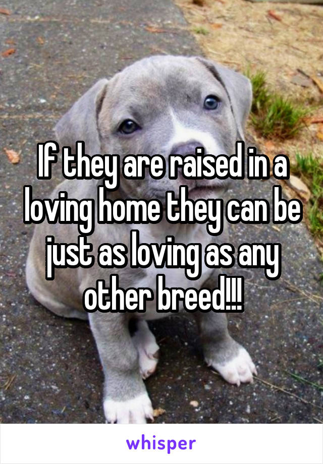 If they are raised in a loving home they can be just as loving as any other breed!!!