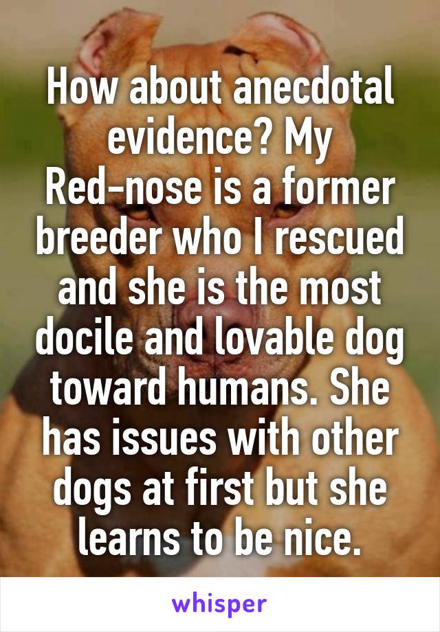 How about anecdotal evidence? My Red-nose is a former breeder who I rescued and she is the most docile and lovable dog toward humans. She has issues with other dogs at first but she learns to be nice.