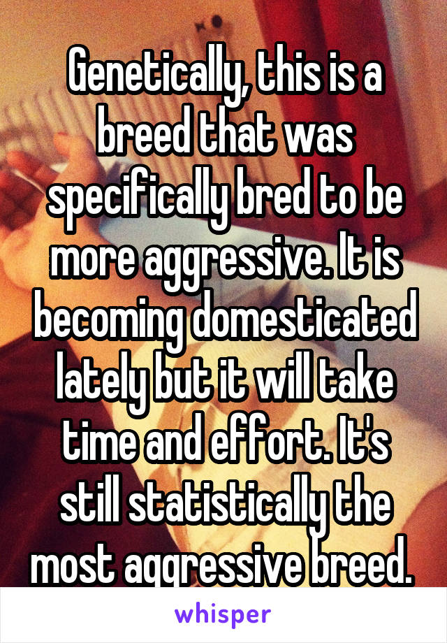 Genetically, this is a breed that was specifically bred to be more aggressive. It is becoming domesticated lately but it will take time and effort. It's still statistically the most aggressive breed. 