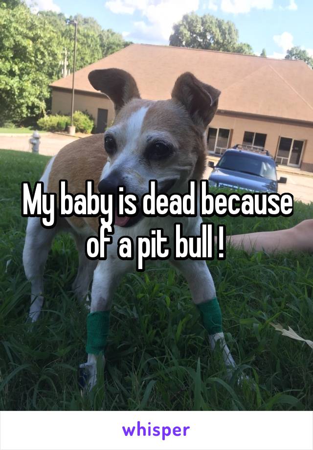 My baby is dead because of a pit bull ! 