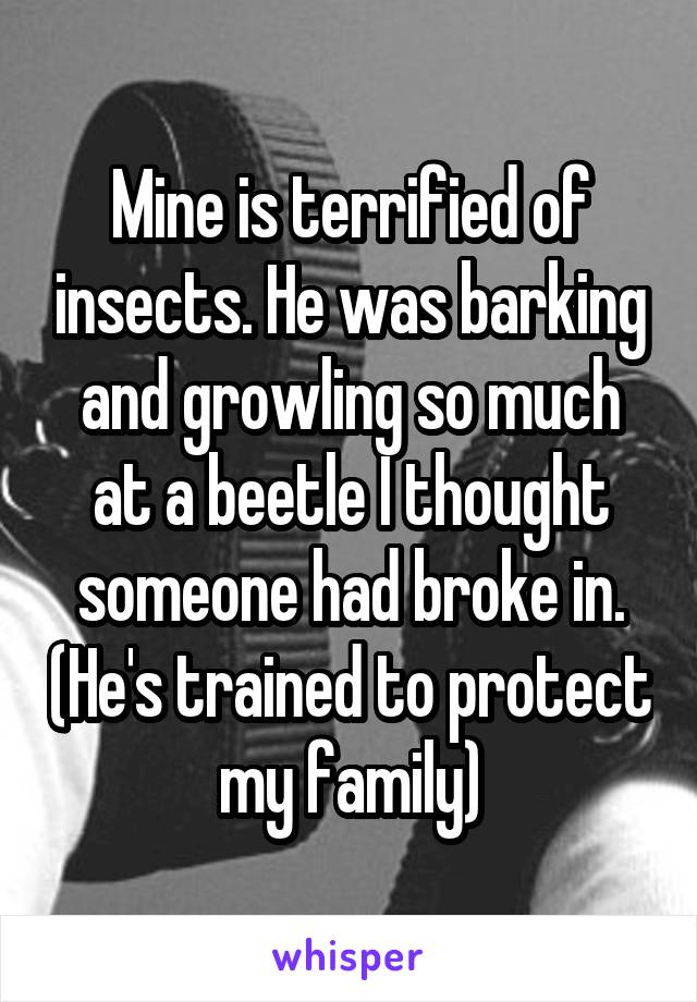 Mine is terrified of insects. He was barking and growling so much at a beetle I thought someone had broke in. (He's trained to protect my family)