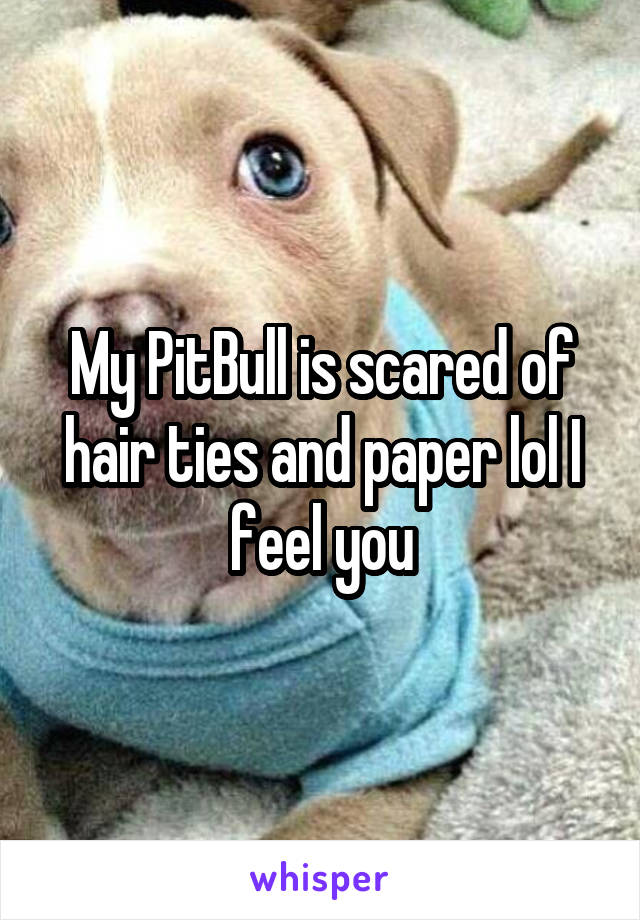 My PitBull is scared of hair ties and paper lol I feel you