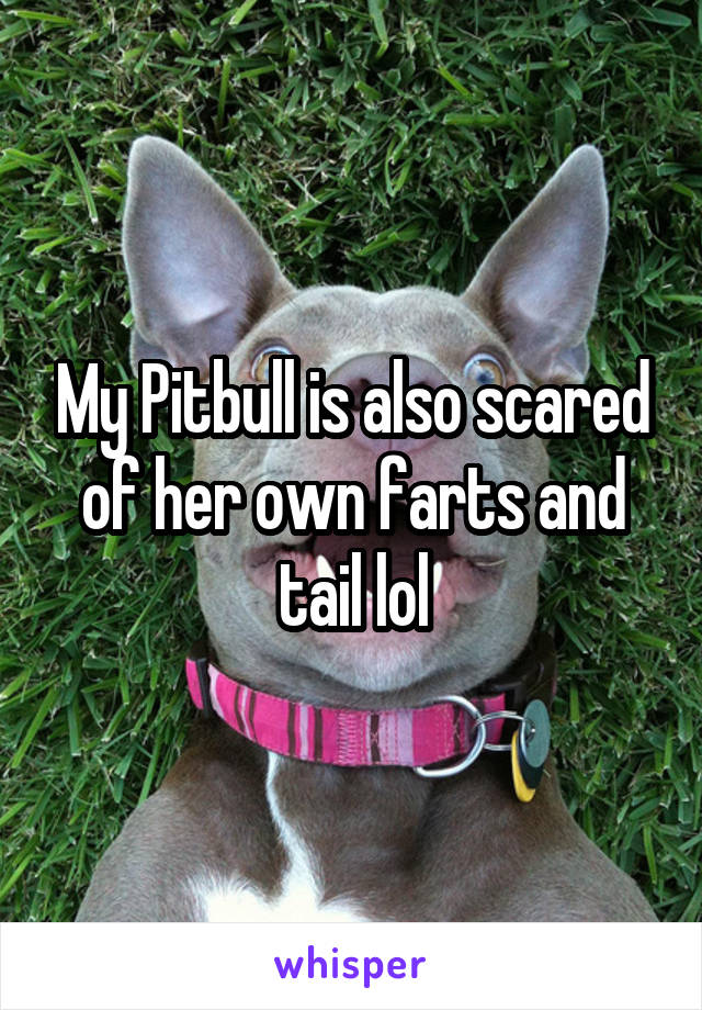 My Pitbull is also scared of her own farts and tail lol