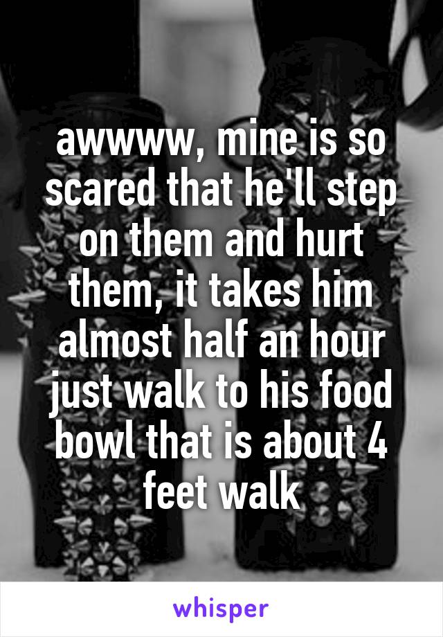 awwww, mine is so scared that he'll step on them and hurt them, it takes him almost half an hour just walk to his food bowl that is about 4 feet walk