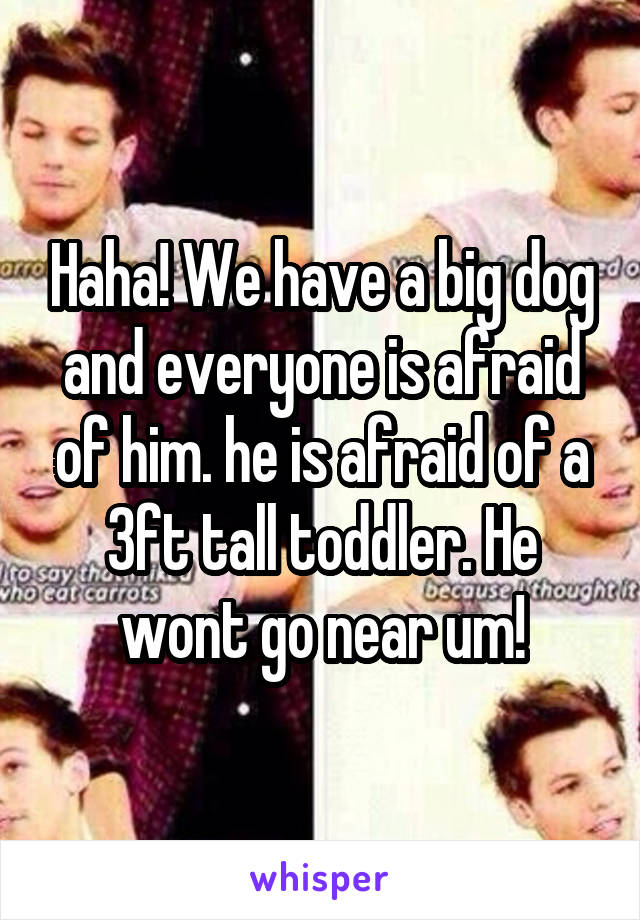 Haha! We have a big dog and everyone is afraid of him. he is afraid of a 3ft tall toddler. He wont go near um!