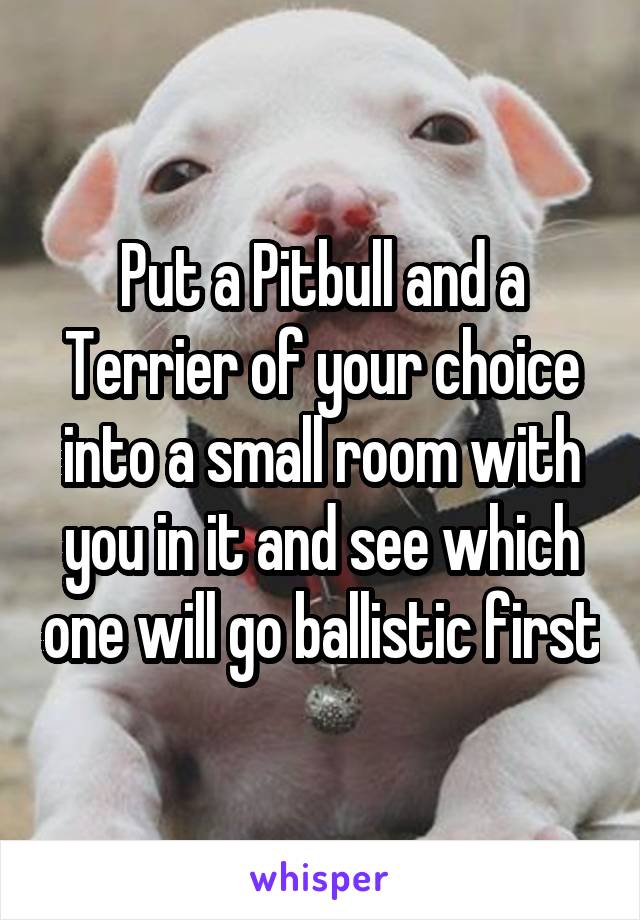 Put a Pitbull and a Terrier of your choice into a small room with you in it and see which one will go ballistic first