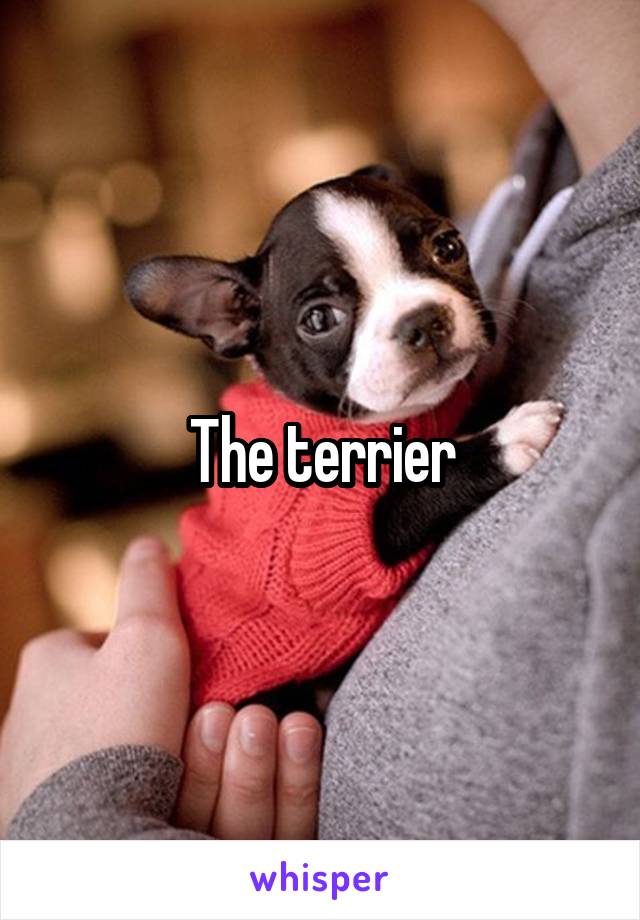 The terrier