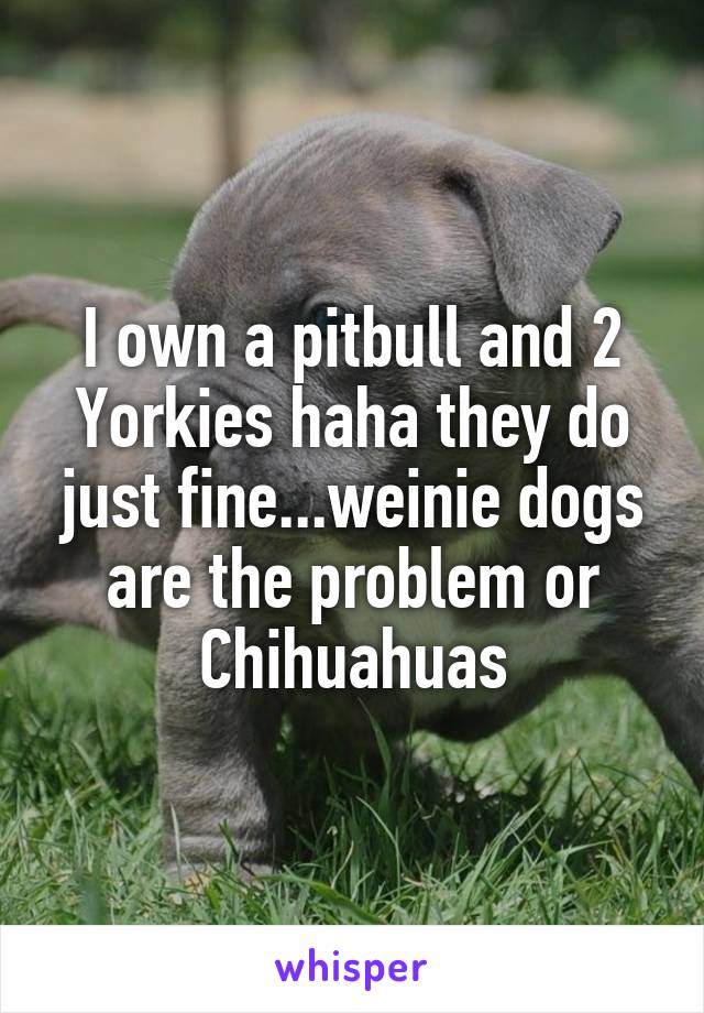 I own a pitbull and 2 Yorkies haha they do just fine...weinie dogs are the problem or Chihuahuas