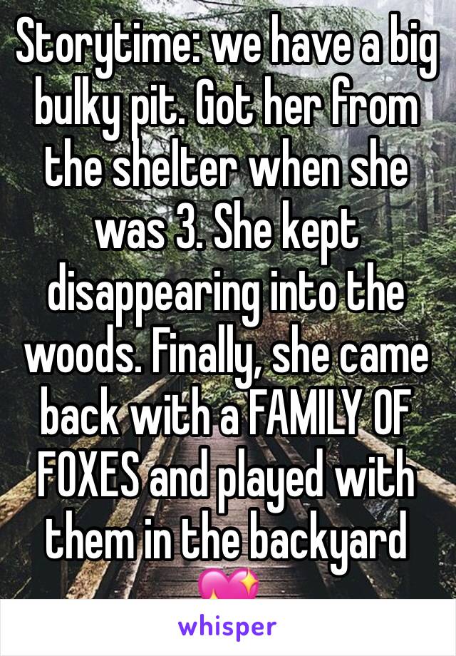 Storytime: we have a big bulky pit. Got her from the shelter when she was 3. She kept disappearing into the woods. Finally, she came back with a FAMILY OF FOXES and played with them in the backyard 💖