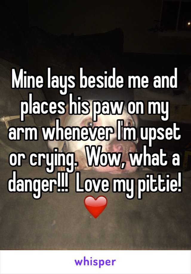 Mine lays beside me and places his paw on my arm whenever I'm upset or crying.  Wow, what a danger!!!  Love my pittie! ❤️