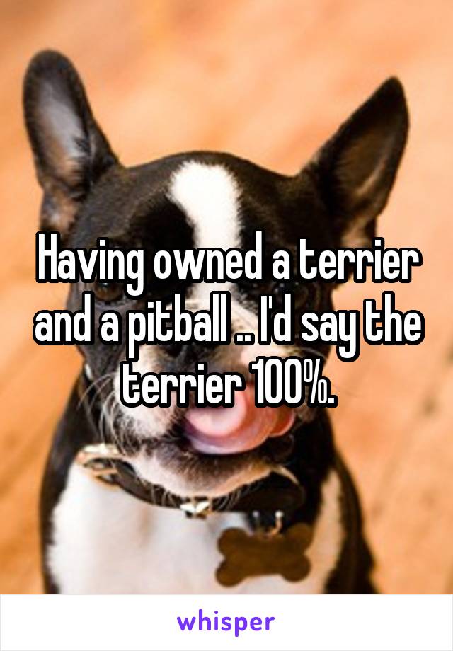 Having owned a terrier and a pitball .. I'd say the terrier 100%.