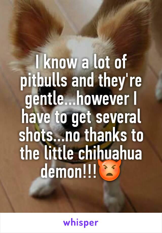 I know a lot of pitbulls and they're gentle...however I have to get several shots...no thanks to the little chihuahua demon!!!👿