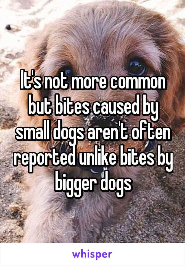 It's not more common but bites caused by small dogs aren't often reported unlike bites by bigger dogs