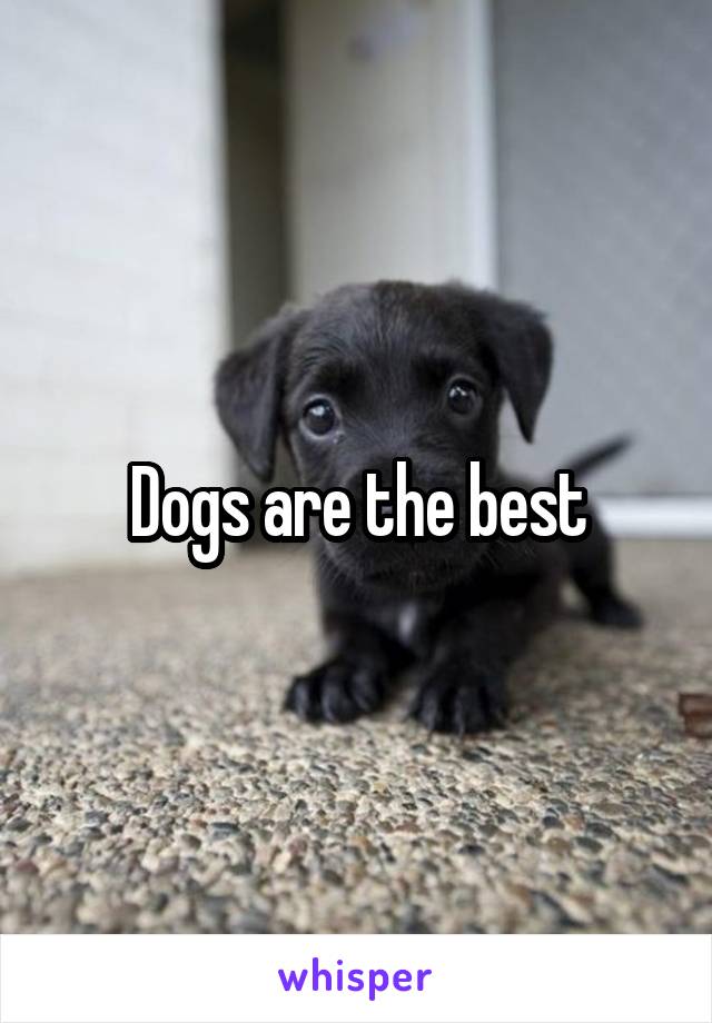 Dogs are the best