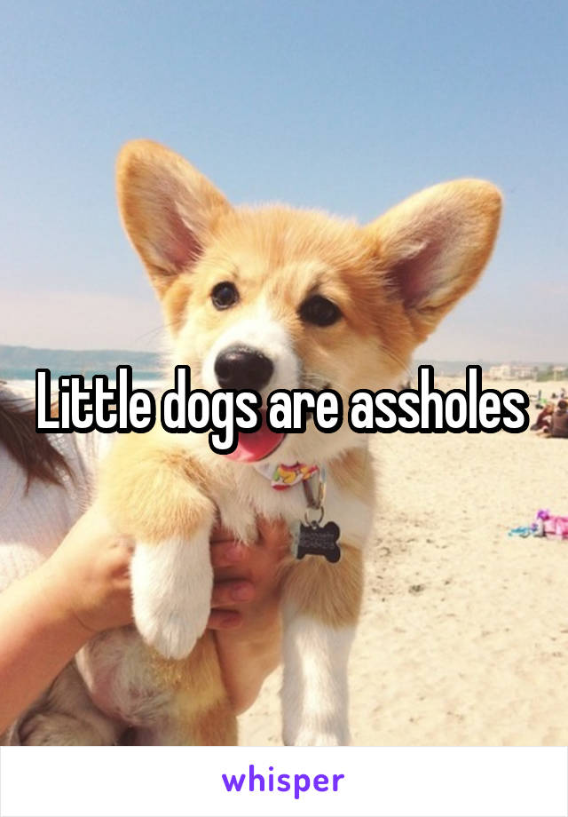 Little dogs are assholes 