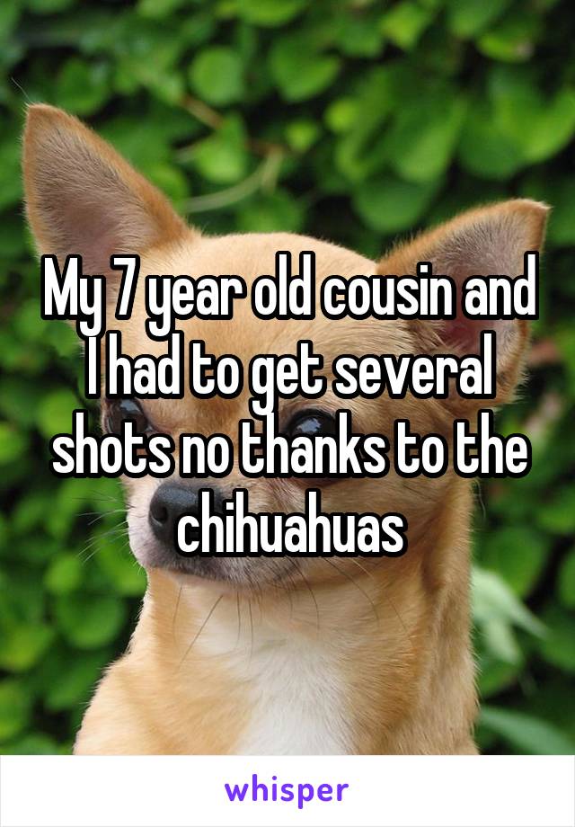 My 7 year old cousin and I had to get several shots no thanks to the chihuahuas