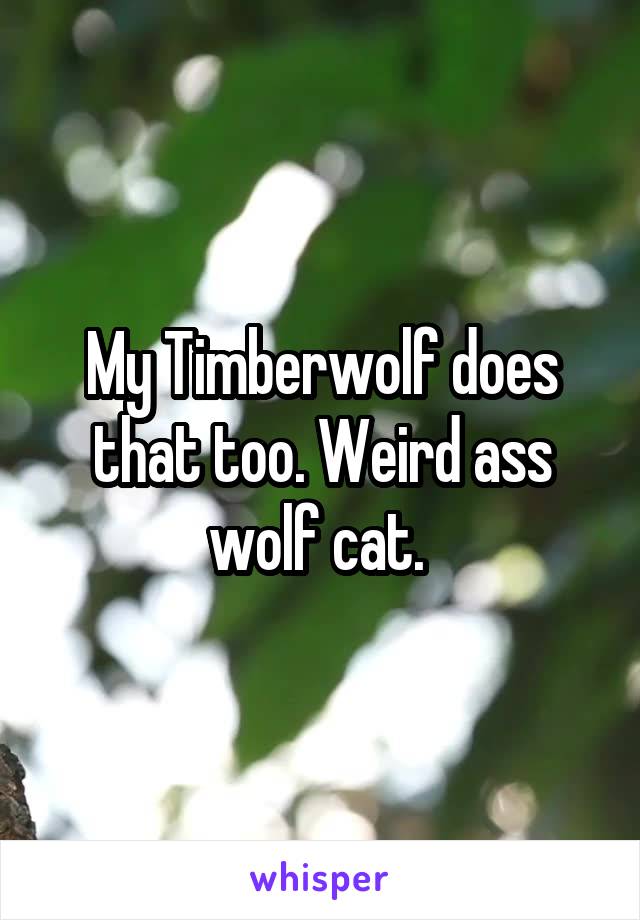 My Timberwolf does that too. Weird ass wolf cat. 