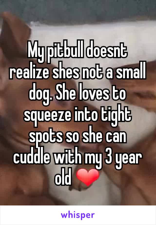 My pitbull doesnt realize shes not a small dog. She loves to squeeze into tight spots so she can cuddle with my 3 year old ❤