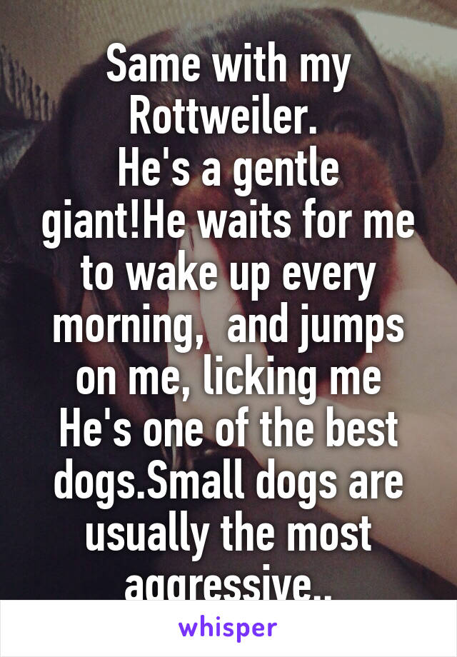 Same with my Rottweiler. 
He's a gentle giant!He waits for me to wake up every morning,  and jumps on me, licking me
He's one of the best dogs.Small dogs are usually the most aggressive..