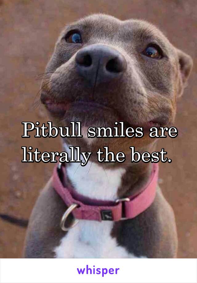 Pitbull smiles are literally the best. 