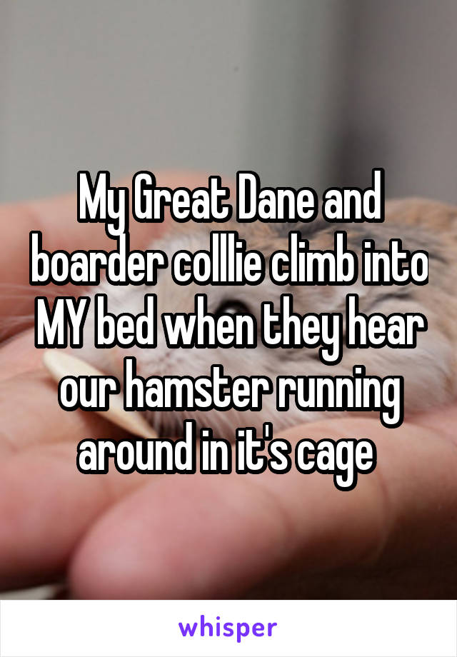 My Great Dane and boarder colllie climb into MY bed when they hear our hamster running around in it's cage 