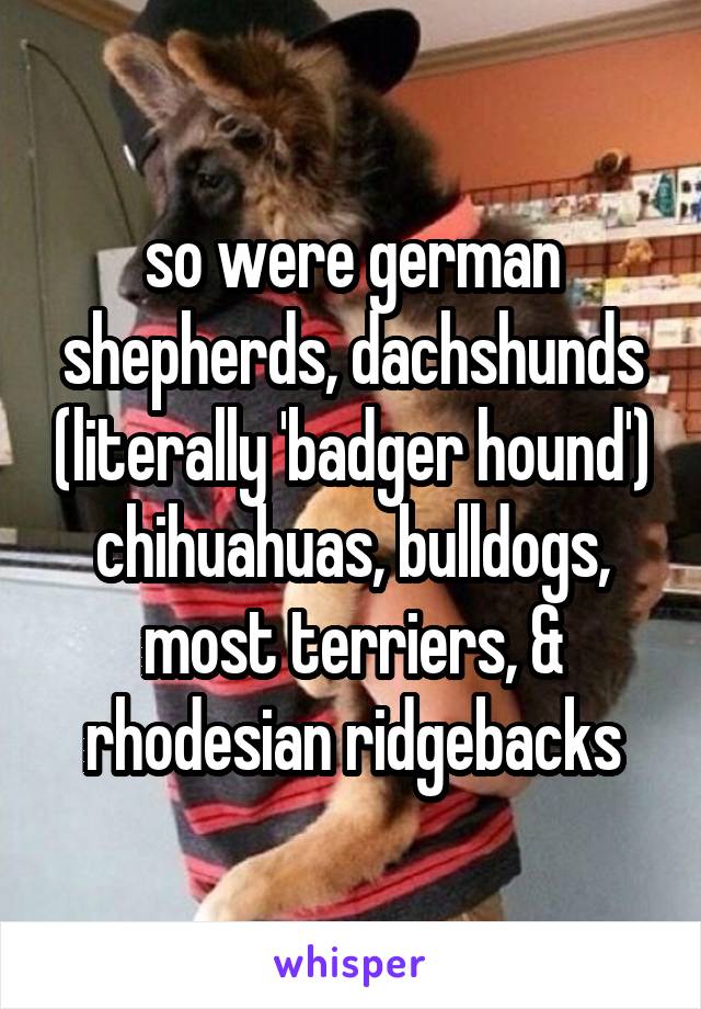 so were german shepherds, dachshunds (literally 'badger hound') chihuahuas, bulldogs, most terriers, & rhodesian ridgebacks