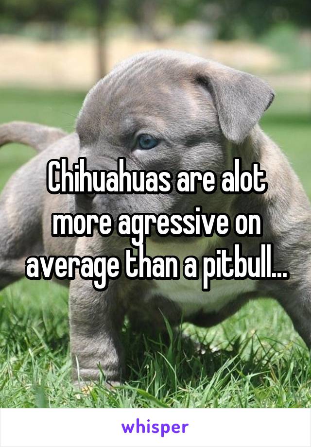 Chihuahuas are alot more agressive on average than a pitbull...