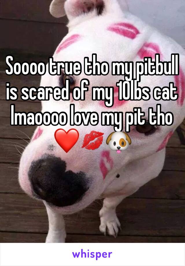 Soooo true tho my pitbull is scared of my 10lbs cat lmaoooo love my pit tho ❤️💋🐶