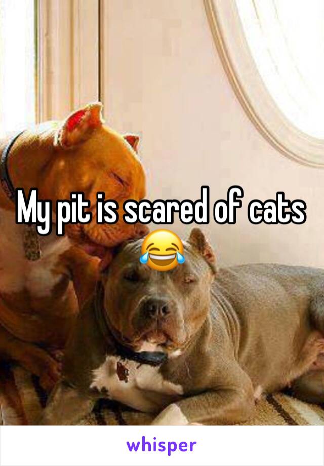 My pit is scared of cats 😂