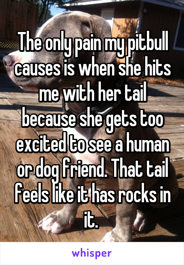 The only pain my pitbull causes is when she hits me with her tail because she gets too excited to see a human or dog friend. That tail feels like it has rocks in it. 