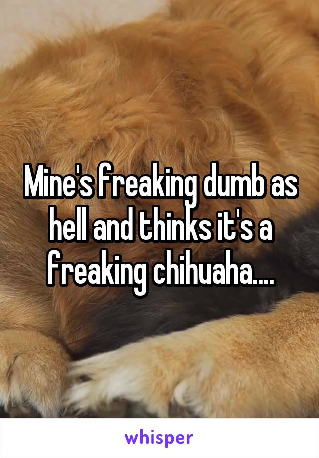 Mine's freaking dumb as hell and thinks it's a freaking chihuaha....