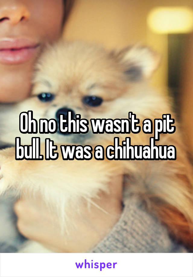 Oh no this wasn't a pit bull. It was a chihuahua 