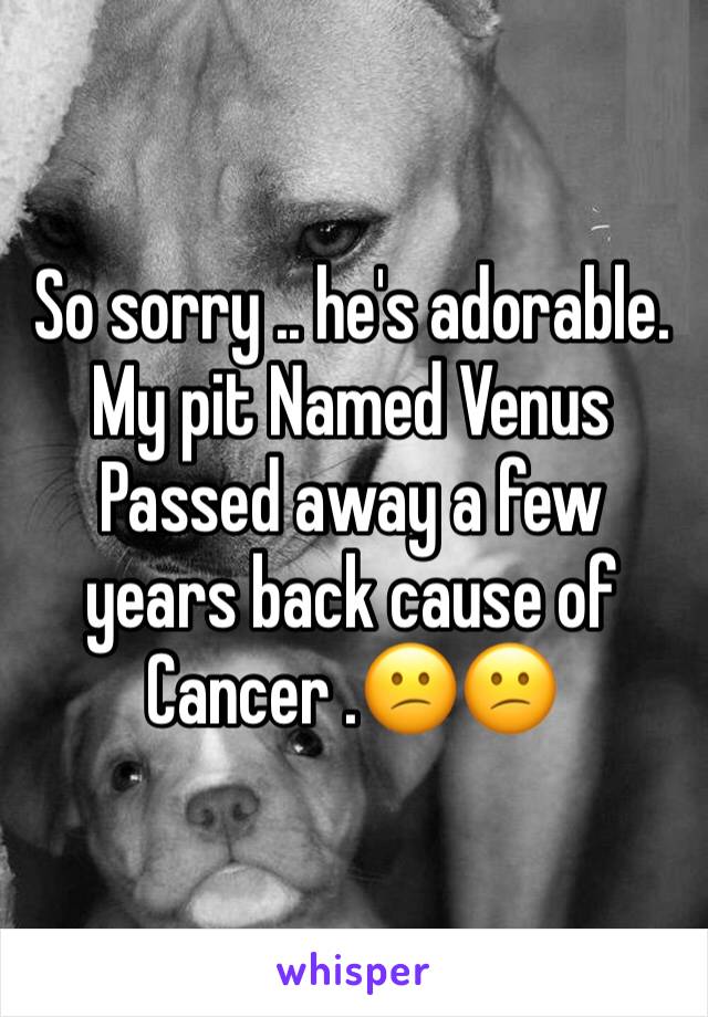 So sorry .. he's adorable. My pit Named Venus Passed away a few years back cause of Cancer .😕😕