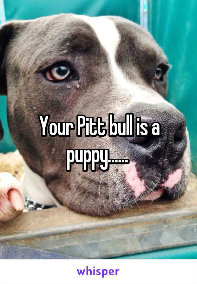 Your Pitt bull is a puppy...... 