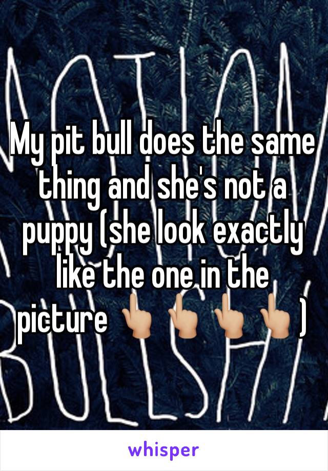 My pit bull does the same thing and she's not a puppy (she look exactly like the one in the picture 👆🏼👆🏼👆🏼👆🏼)