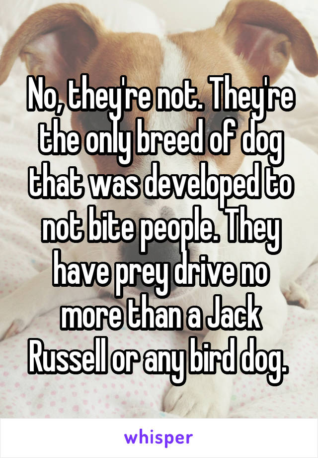 No, they're not. They're the only breed of dog that was developed to not bite people. They have prey drive no more than a Jack Russell or any bird dog. 