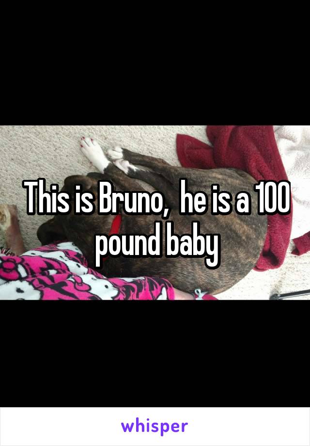 This is Bruno,  he is a 100 pound baby