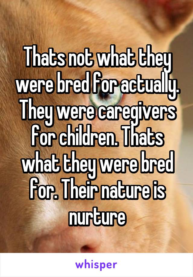 Thats not what they were bred for actually. They were caregivers for children. Thats what they were bred for. Their nature is nurture